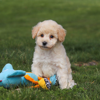 Tucker - Available Now