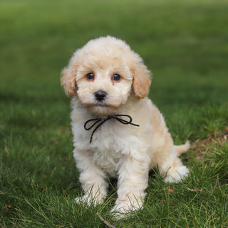 Tucker - Available Now