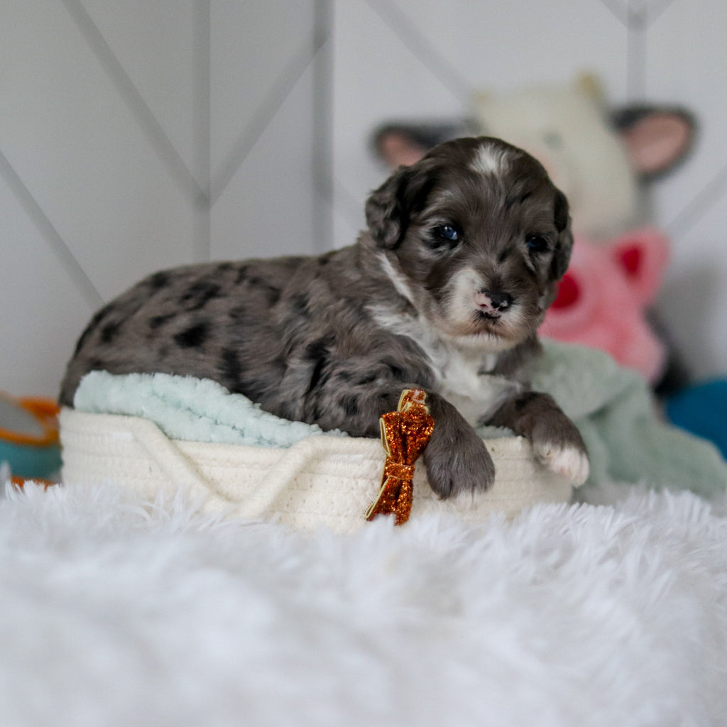 Spike - Available 5/28