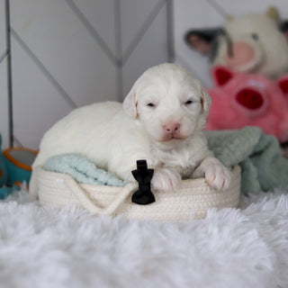 Spud - Available 5/28
