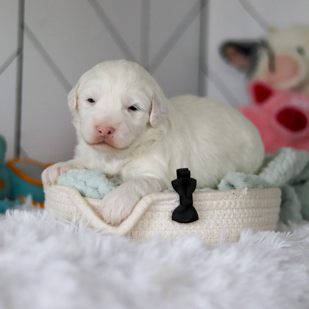 Spud - Available 5/28