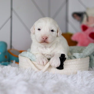 Spud - Available Now