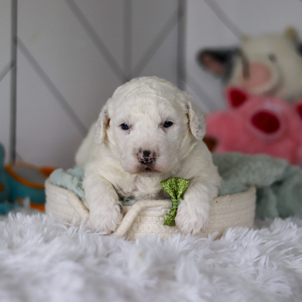 Scooter - Available 5/28