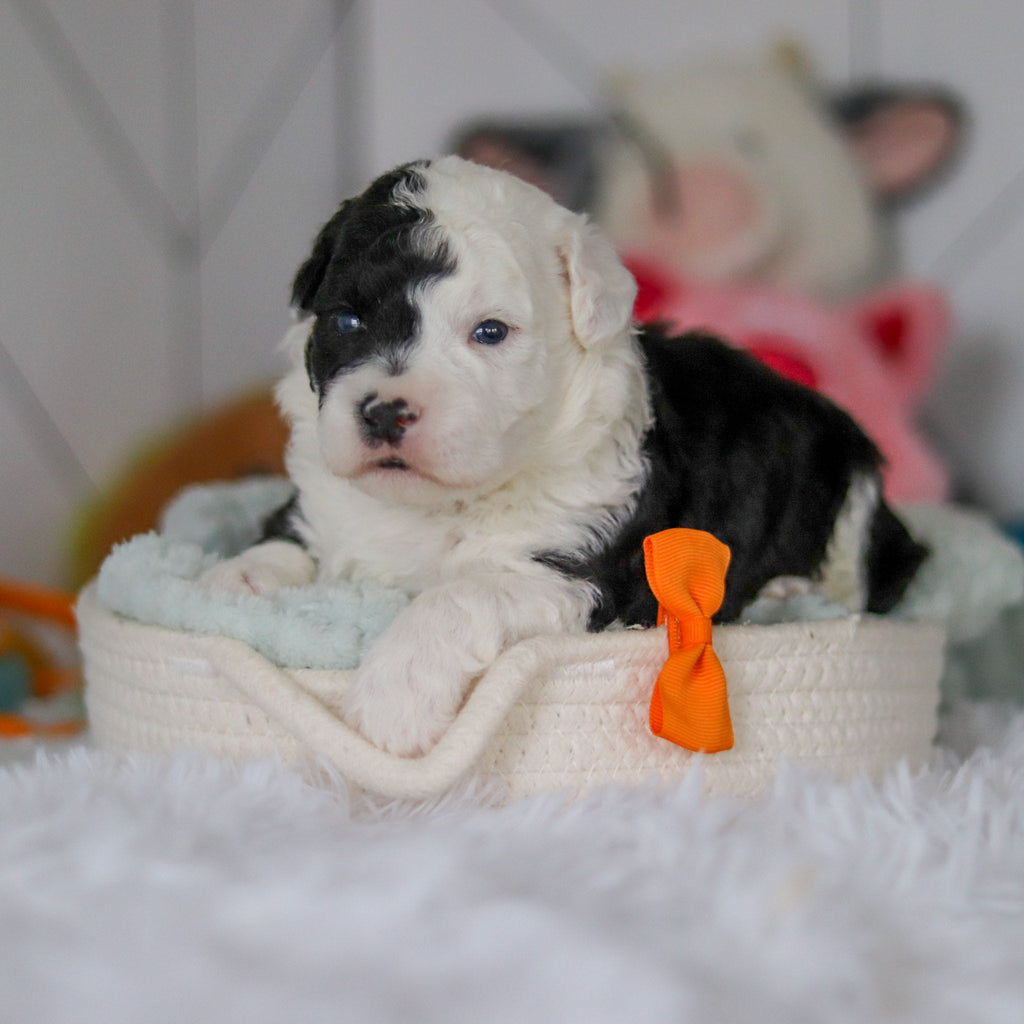 Snoop - Available 5/28