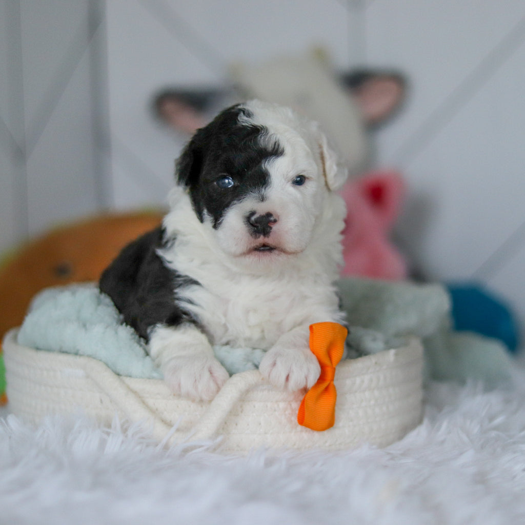 Snoop - Available Now