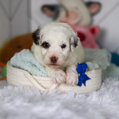 Willie - Available 5/21