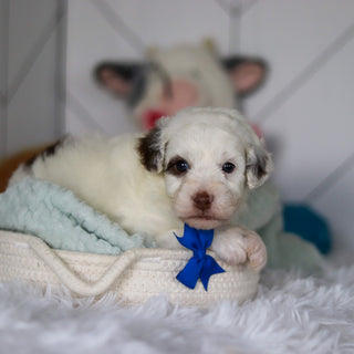 Willie - Available 5/21