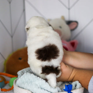 Willie - Available 5/21