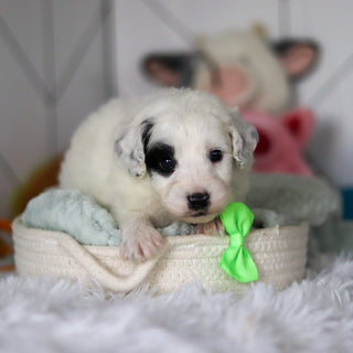 Wells - Available 5/21