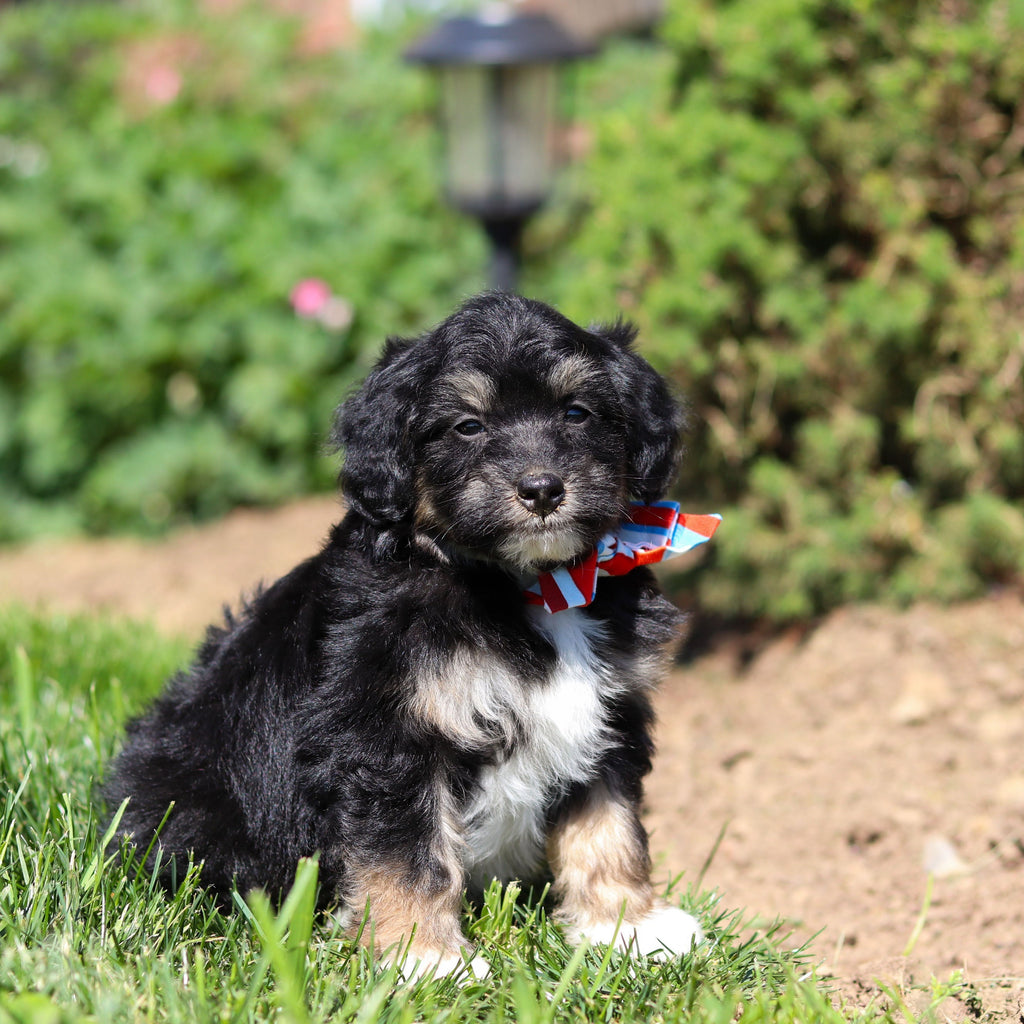 Reggie - Available 6/18