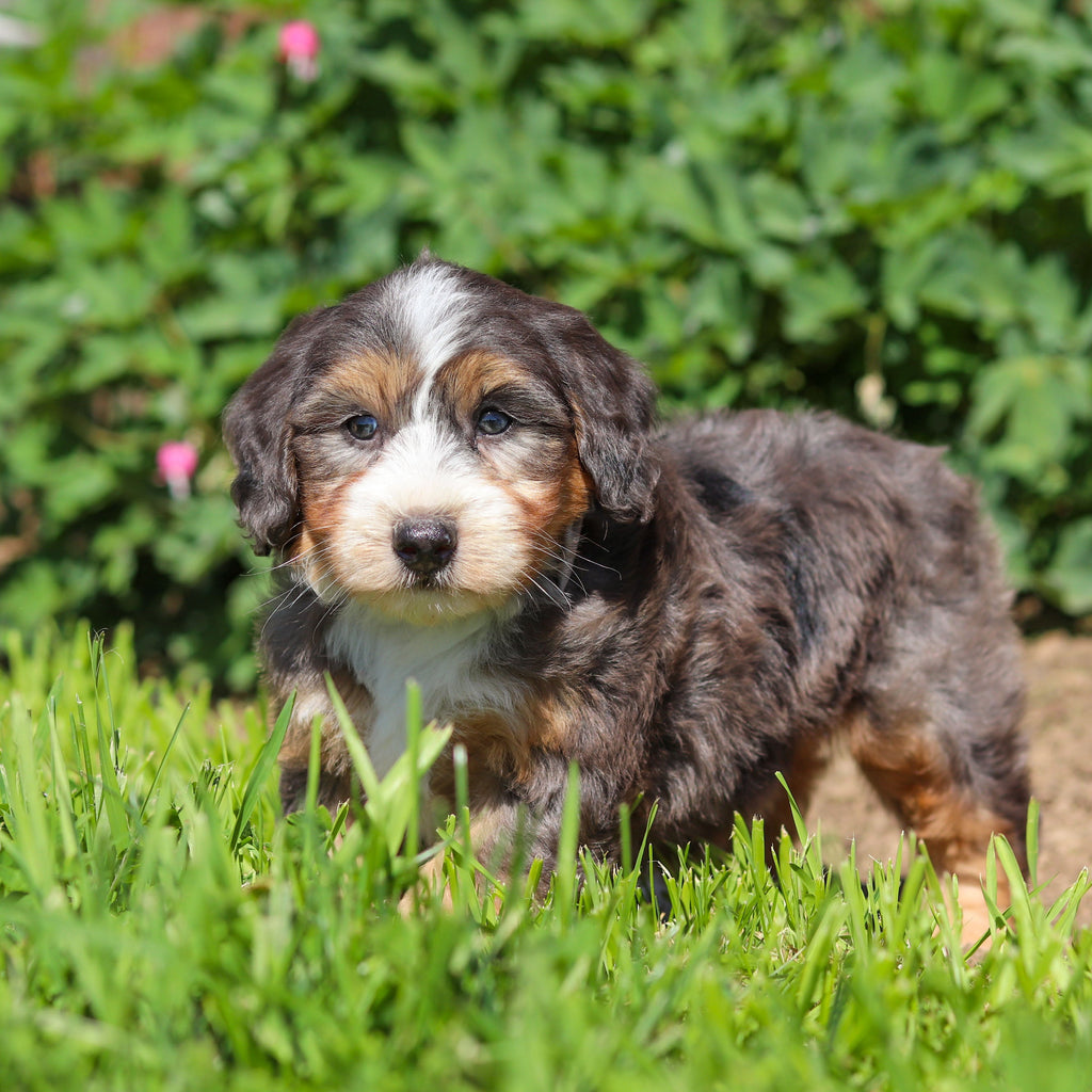 Charlie *PRE-TRAINED* - Available Now