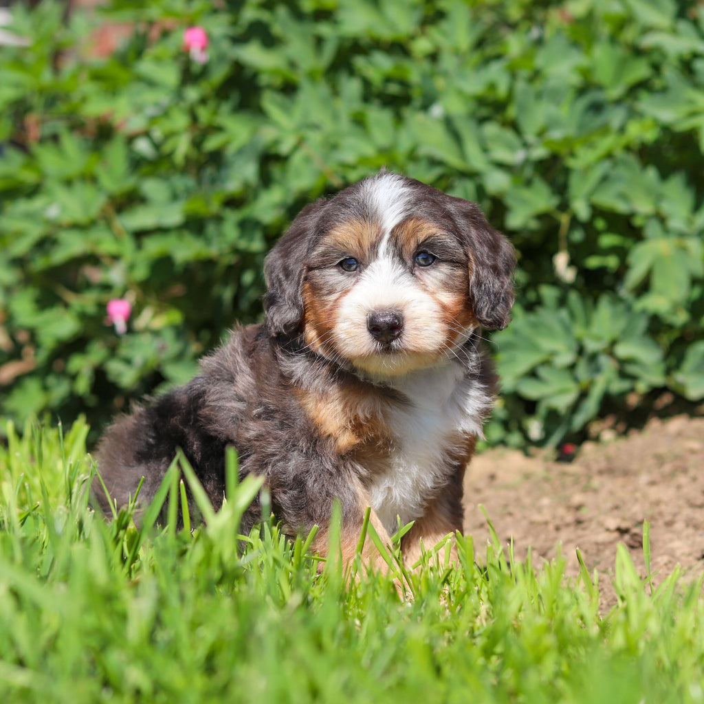 Charlie *PRE-TRAINED* - Available Now