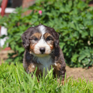 Charlie *PRE-TRAINED* - Available Now