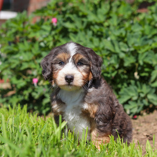 Charlie *PRE-TRAINED* - Available Now