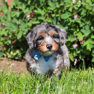 Rondo - Available 6/18