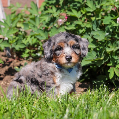 Rondo - Available 6/18