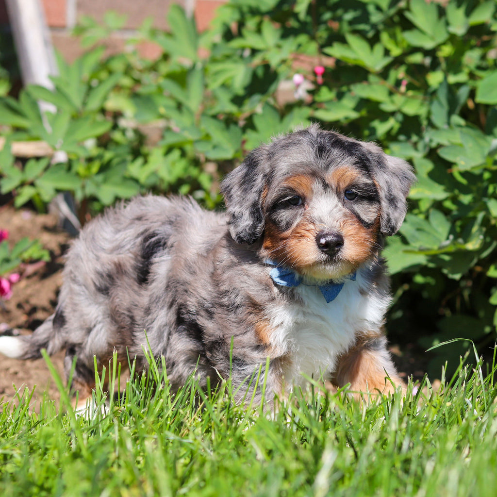 Rondo - Available 6/18