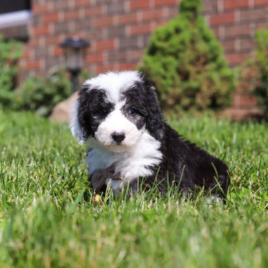 Aston - Available 6/18