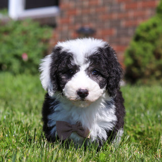 Aston - Available 6/18