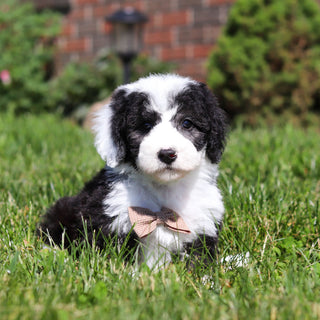 Aston - Available 6/18