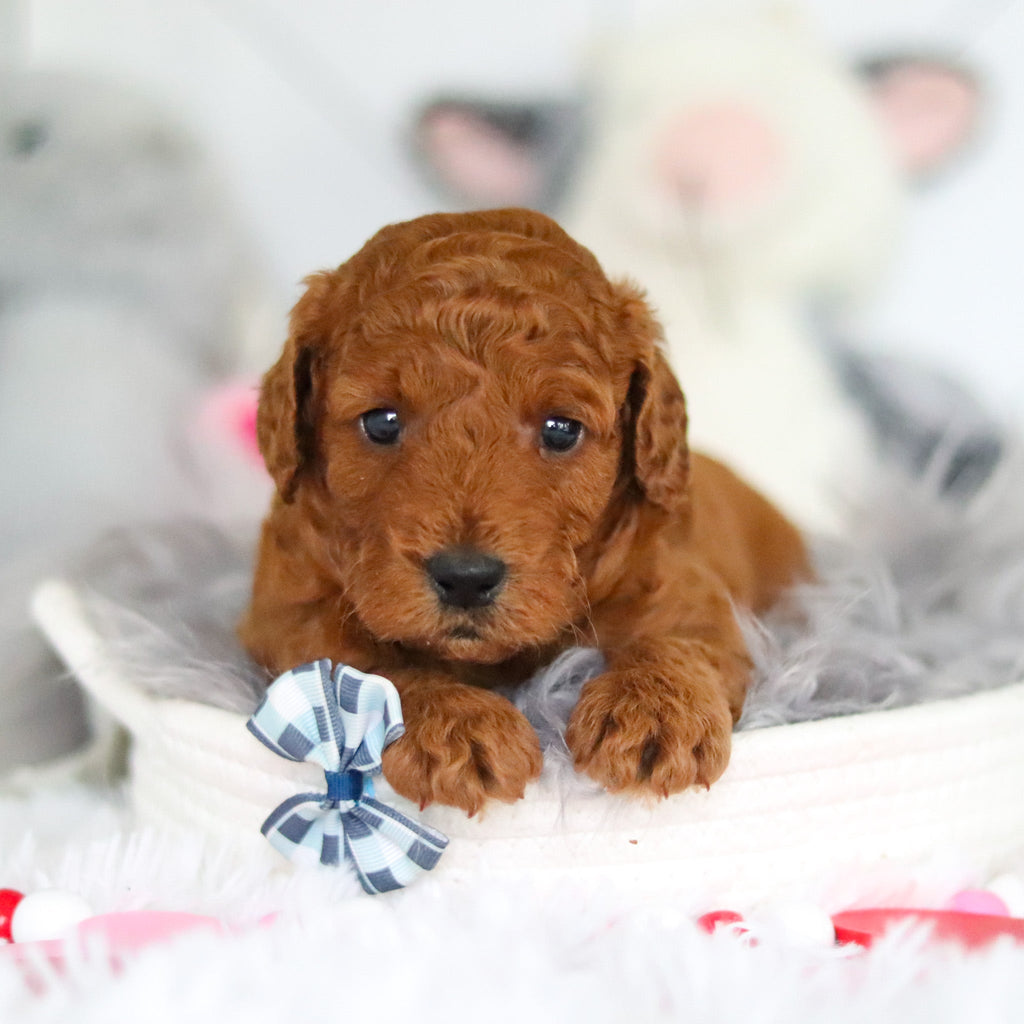 Lochlan - Available 7/2