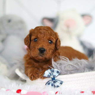 Lochlan - Available 7/2