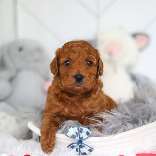 Lochlan - Available 7/2