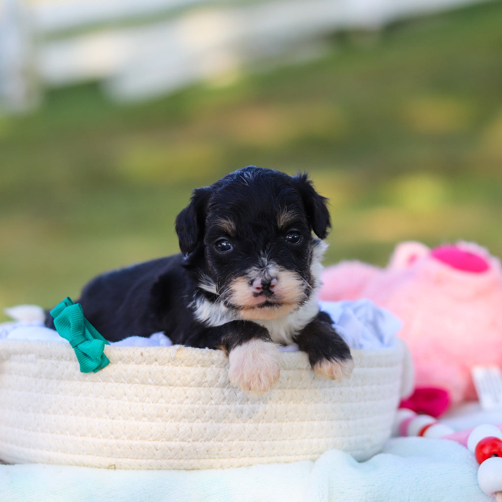 Oscar *PRE-TRAINED* - Available 11/9