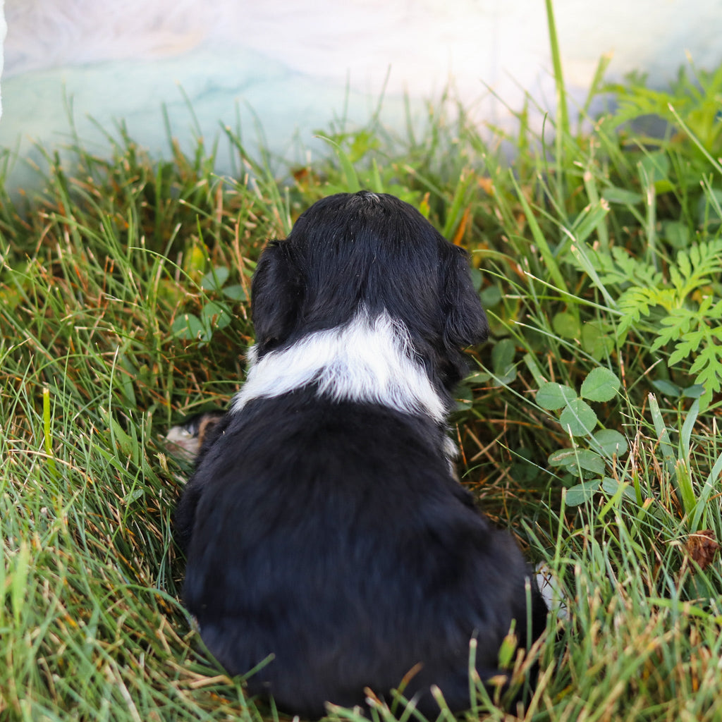 Oscar *PRE-TRAINED* - Available 11/9