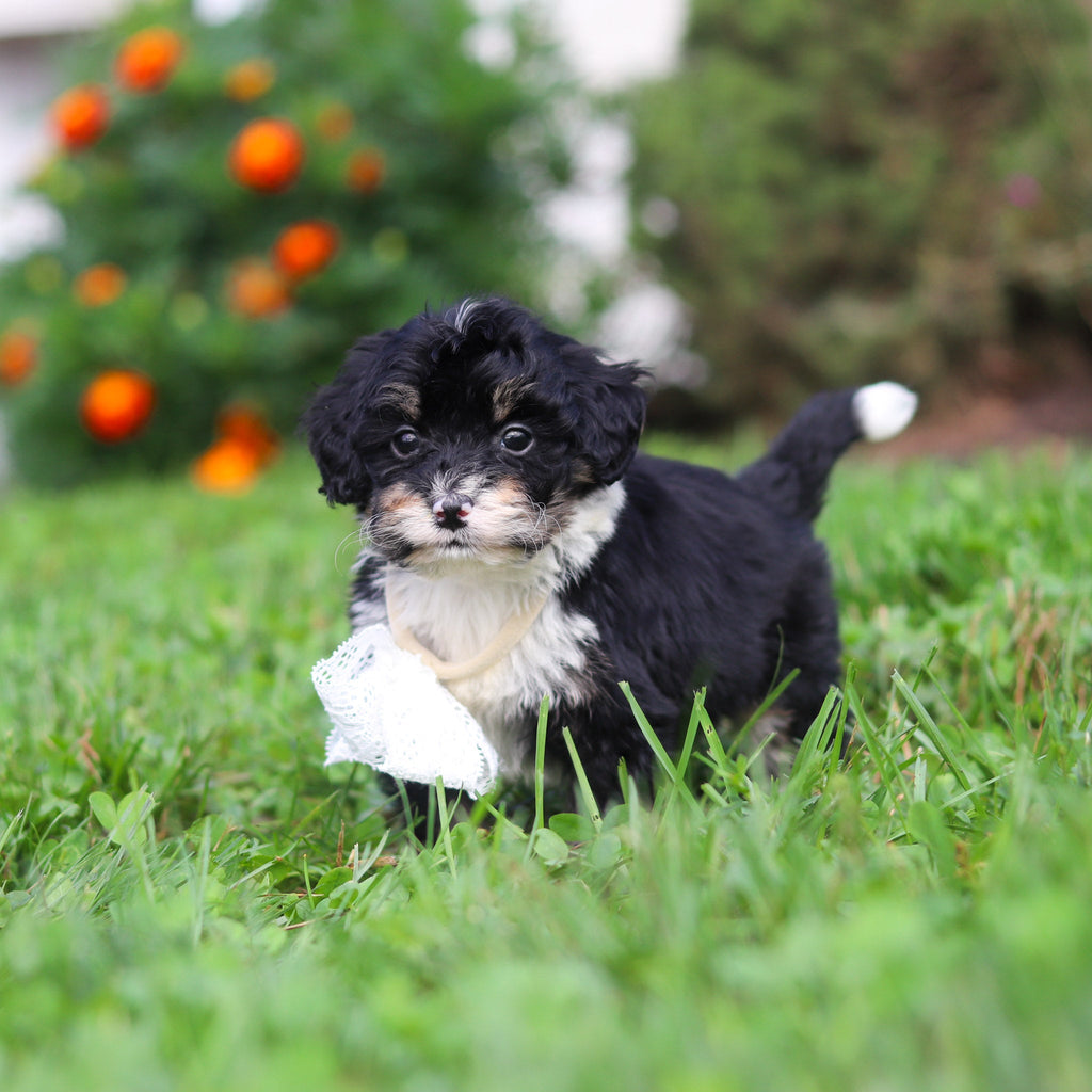 Oscar *PRE-TRAINED* - Available 11/9