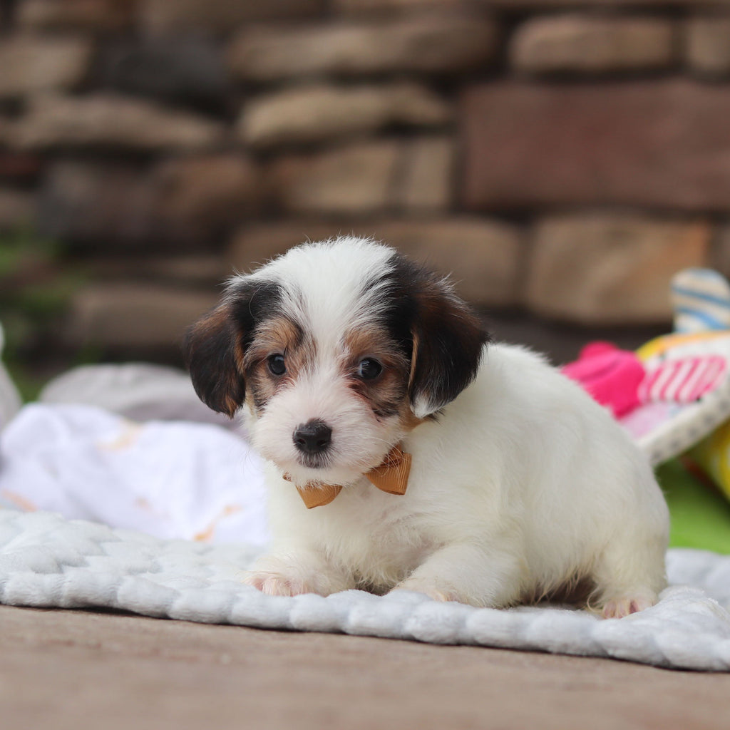 Elvis - Available 8/27