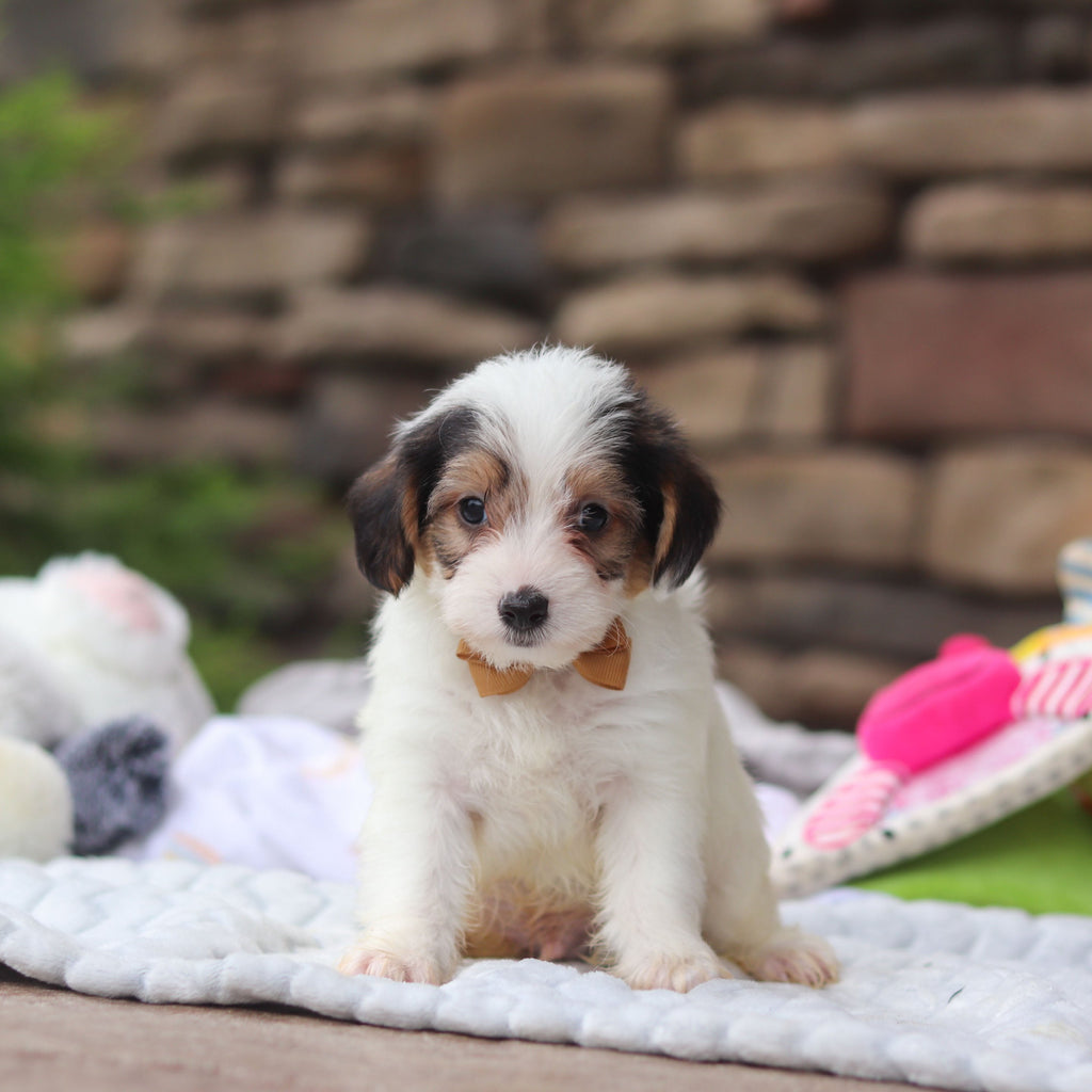 Elvis - Available 8/27