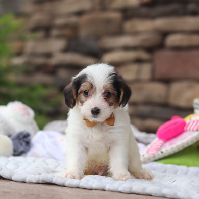 Elvis - Available 8/27