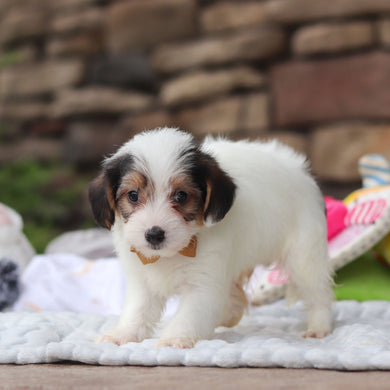 Elvis - Available 8/27