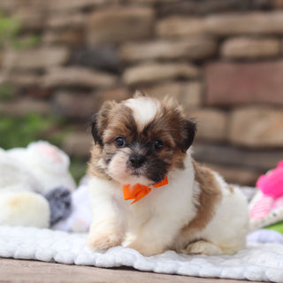 Georgie - Available Now