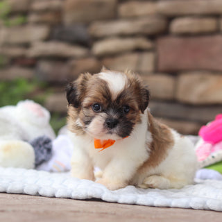 Georgie - Available Now