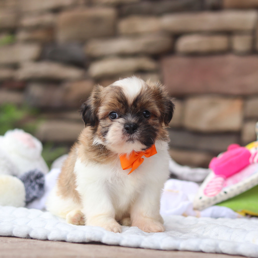 Georgie - Available Now