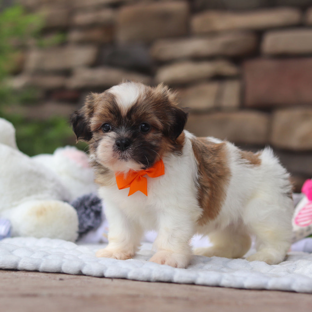 Georgie - Available Now