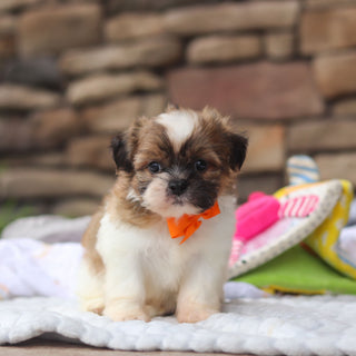 Georgie - Available Now