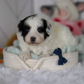 Watson - Available Now