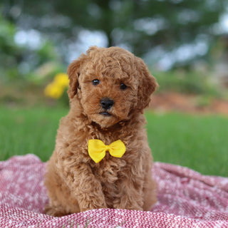 Josef - Available 11/12