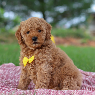 Josef - Available Now