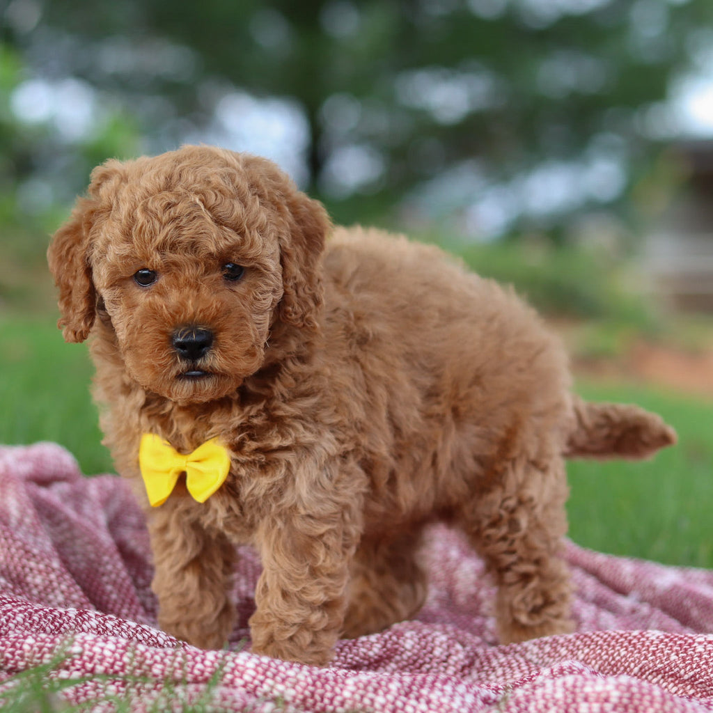 Josef - Available 11/12