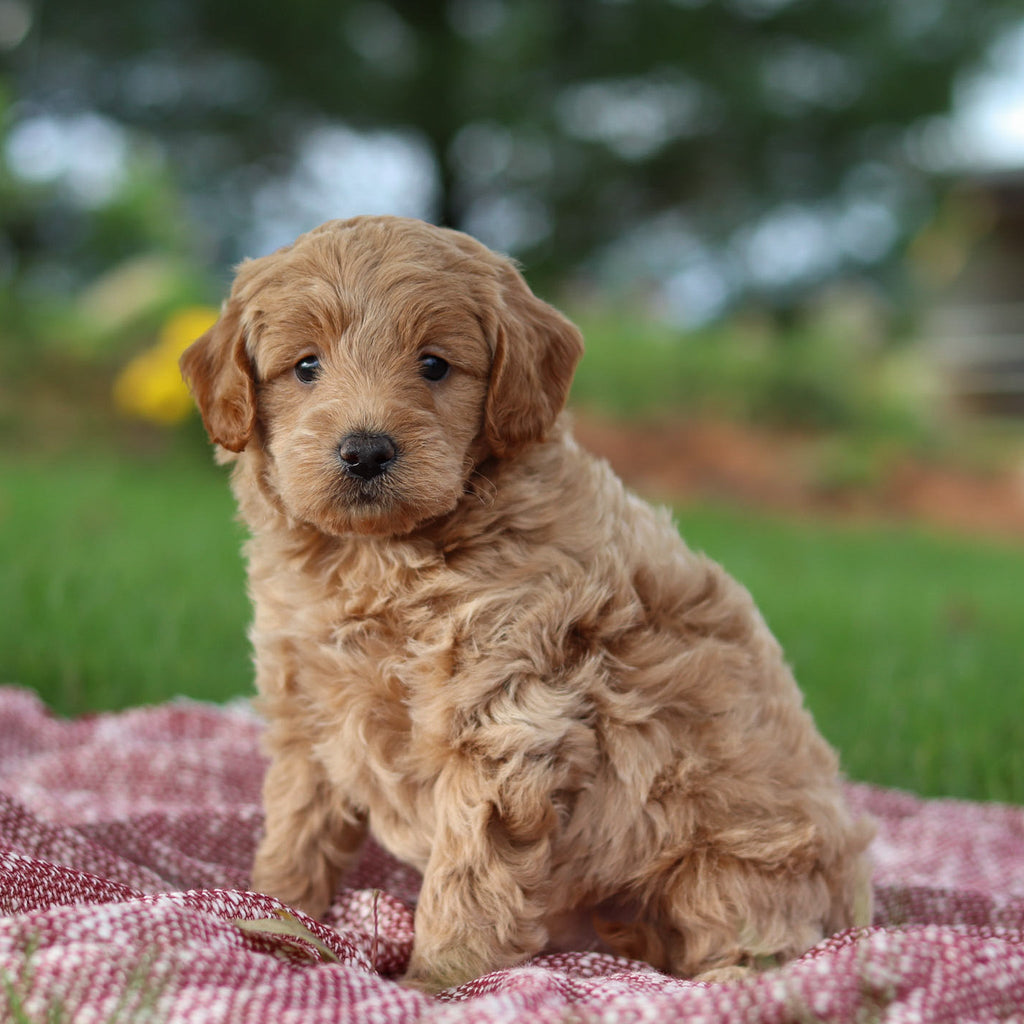 Arno - Available Now