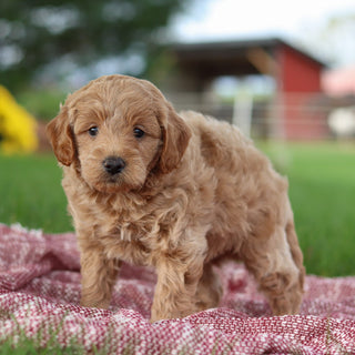 Arno - Available Now