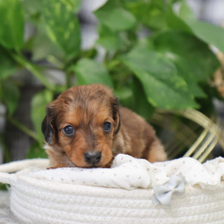 Luther - Available 2/4