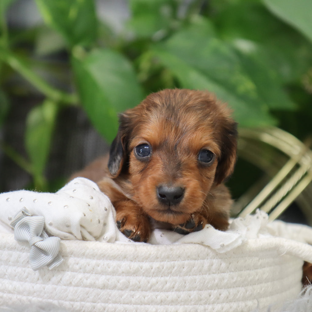 Luther - Available Now