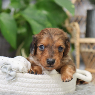 Luther - Available Now