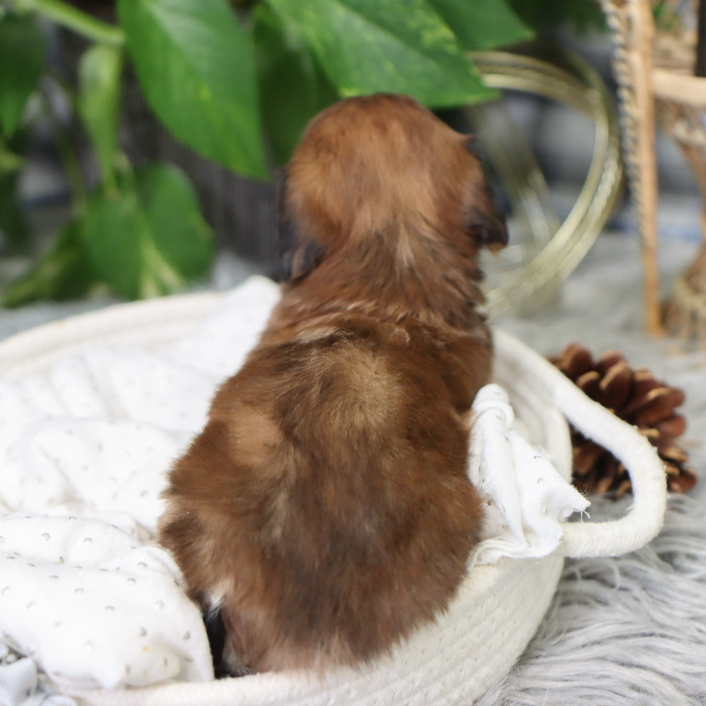 Luther - Available 2/4