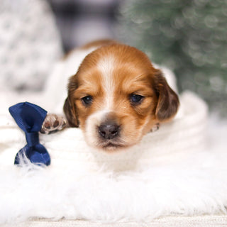 Edwin - Available 3/19